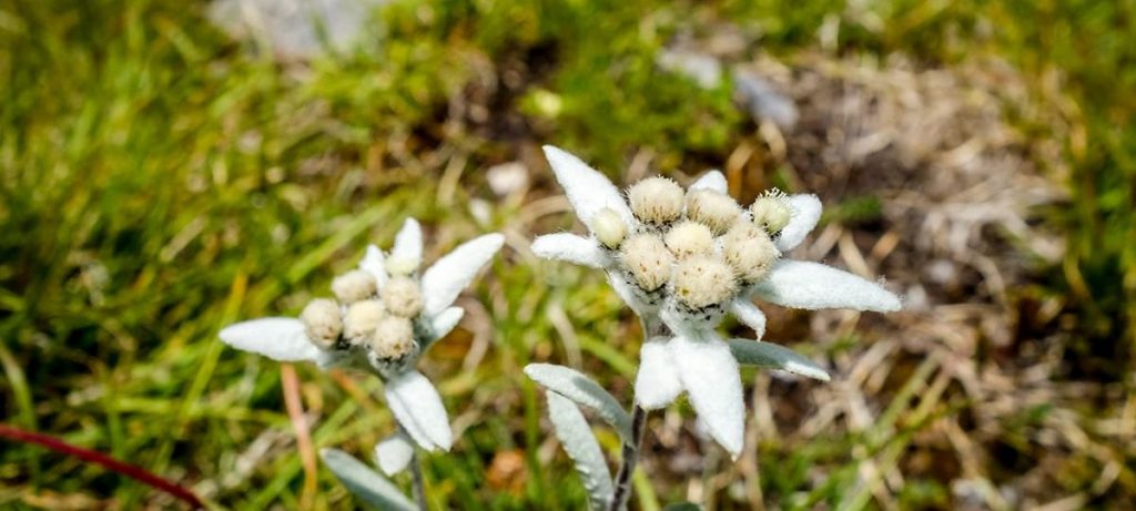 Vivocin | Le piante amiche della pelle: la stella alpina